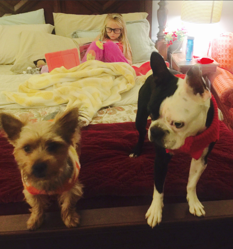 Child And Two Dogs