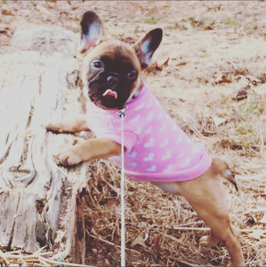 Dog