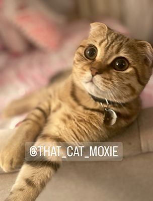 Moxie