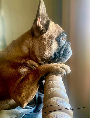 Gigi
